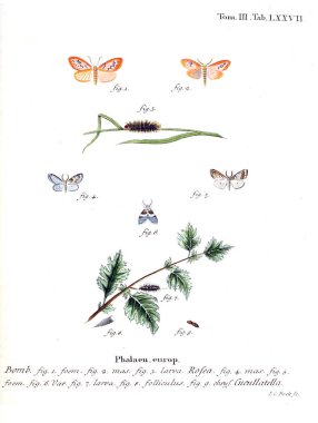 İllüstrasyon kelebek. Eski resim