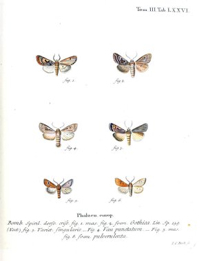 İllüstrasyon kelebek. Eski resim