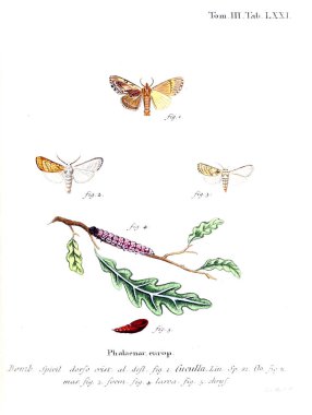 İllüstrasyon kelebek. Eski resim