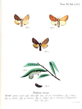 İllüstrasyon kelebek. Eski resim