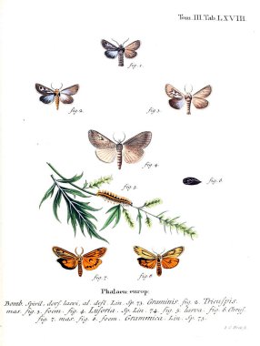 İllüstrasyon kelebek. Eski resim