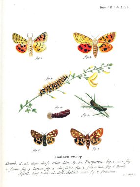 İllüstrasyon kelebek. Eski resim