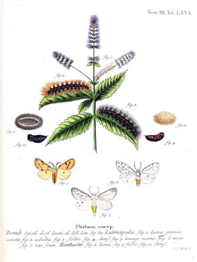 İllüstrasyon kelebek. Eski resim