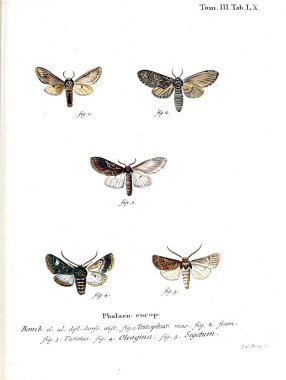 İllüstrasyon kelebek. Eski resim