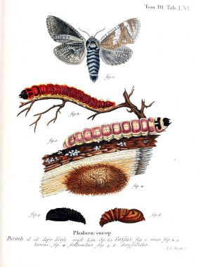 İllüstrasyon kelebek. Eski resim