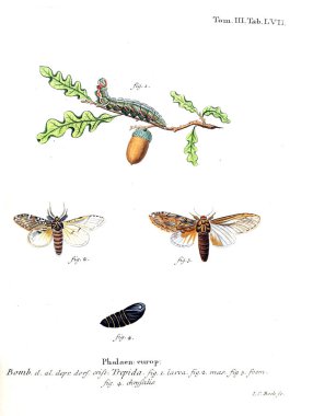 İllüstrasyon kelebek. Eski resim