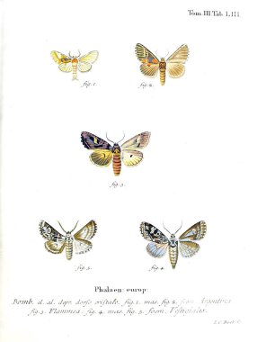 İllüstrasyon kelebek. Eski resim