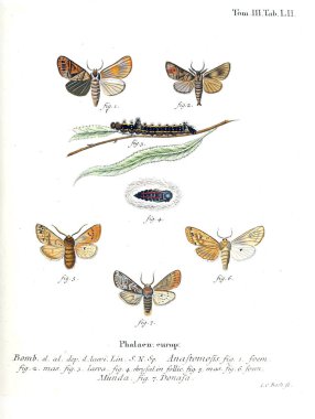 İllüstrasyon kelebek. Eski resim