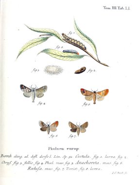 İllüstrasyon kelebek. Eski resim