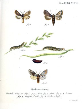 İllüstrasyon kelebek. Eski resim