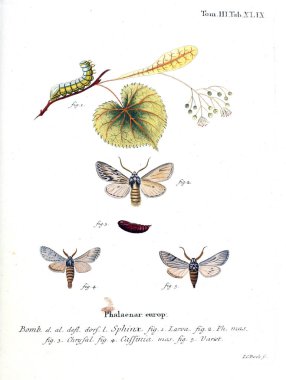 İllüstrasyon kelebek. Eski resim