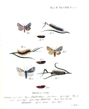 İllüstrasyon kelebek. Eski resim