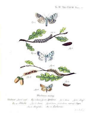 İllüstrasyon kelebek. Eski resim