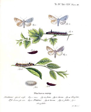 İllüstrasyon kelebek. Eski resim