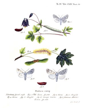 İllüstrasyon kelebek. Eski resim