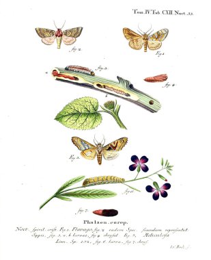 İllüstrasyon kelebek. Eski resim