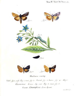 İllüstrasyon kelebek. Eski resim
