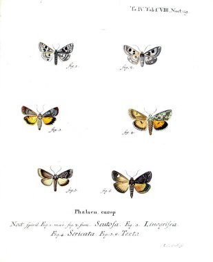 İllüstrasyon kelebek. Eski resim