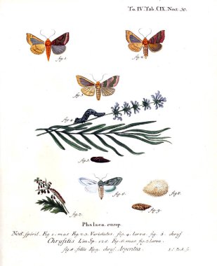 İllüstrasyon kelebek. Eski resim