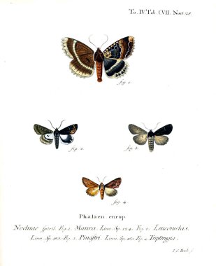 İllüstrasyon kelebek. Eski resim