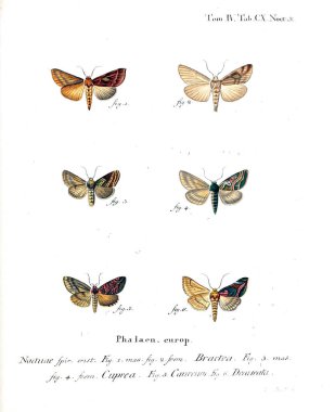 İllüstrasyon kelebek. Eski resim