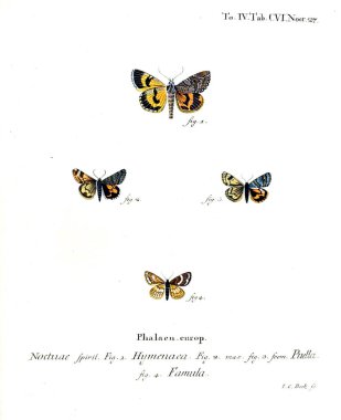 İllüstrasyon kelebek. Eski resim