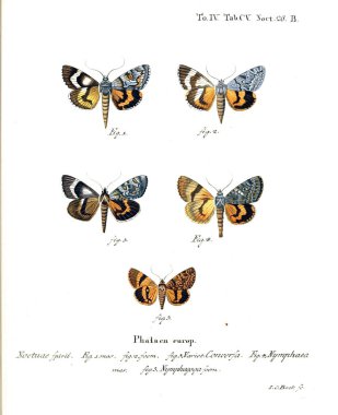 İllüstrasyon kelebek. Eski resim