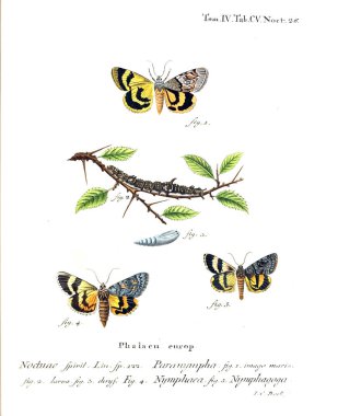 İllüstrasyon kelebek. Eski resim