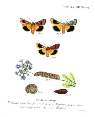 İllüstrasyon kelebek. Eski resim