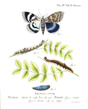 İllüstrasyon kelebek. Eski resim