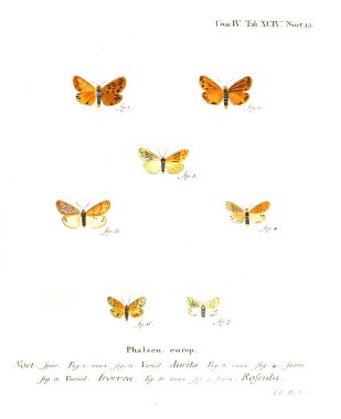 İllüstrasyon kelebek. Eski resim