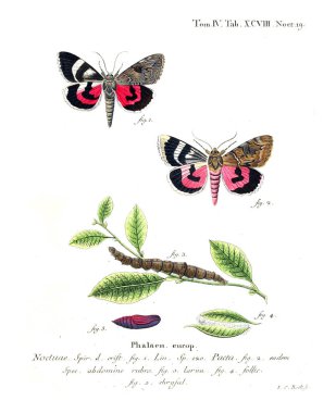 İllüstrasyon kelebek. Eski resim