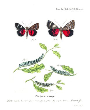 İllüstrasyon kelebek. Eski resim