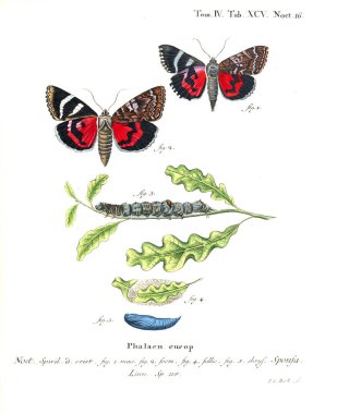 İllüstrasyon kelebek. Eski resim