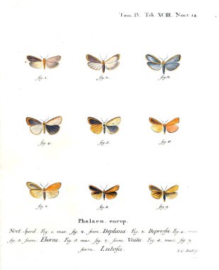 İllüstrasyon kelebek. Eski resim