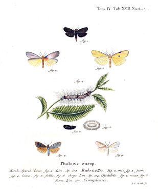 İllüstrasyon kelebek. Eski resim