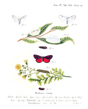İllüstrasyon kelebek. Eski resim