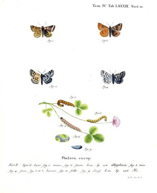İllüstrasyon kelebek. Eski resim