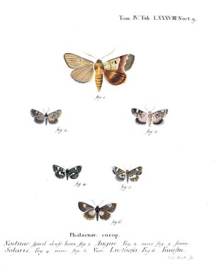 İllüstrasyon kelebek. Eski resim
