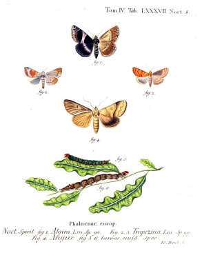 İllüstrasyon kelebek. Eski resim