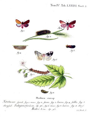 İllüstrasyon kelebek. Eski resim