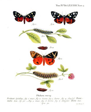 İllüstrasyon kelebek. Eski resim