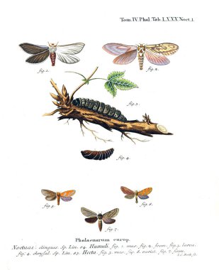 İllüstrasyon kelebek. Eski resim