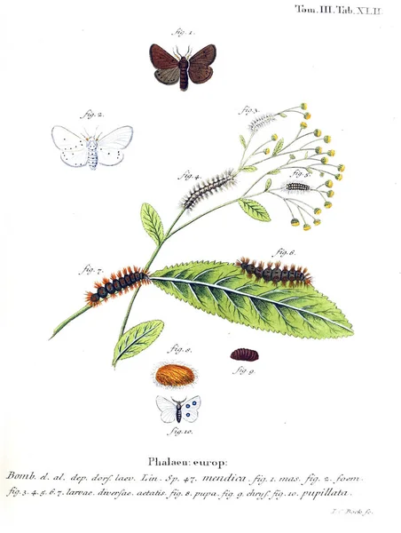 İllüstrasyon kelebek. Eski resim