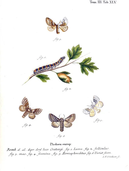 Illustration Fjärilar Gamla Bilden — Stockfoto