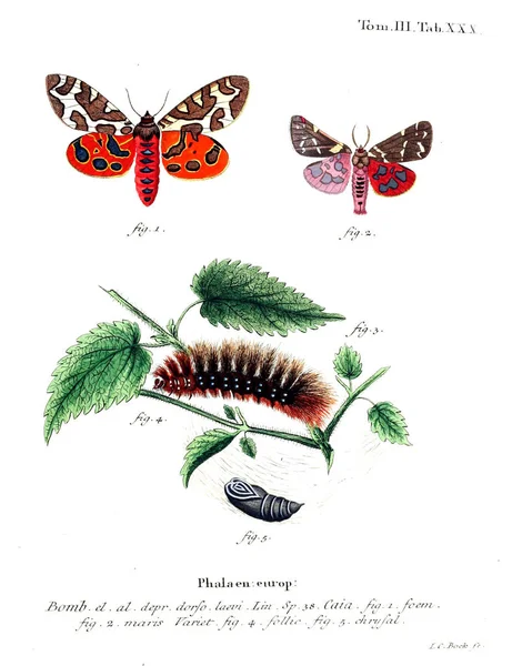 İllüstrasyon kelebek. Eski resim