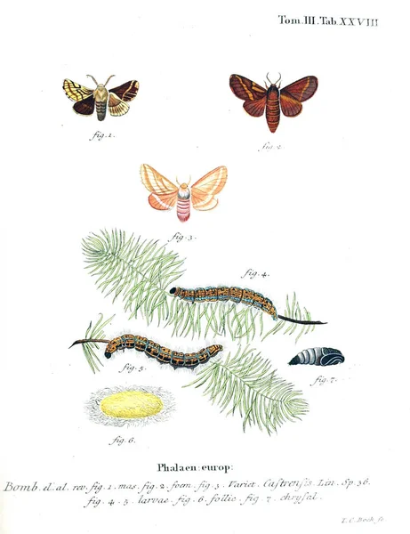 İllüstrasyon kelebek. Eski resim