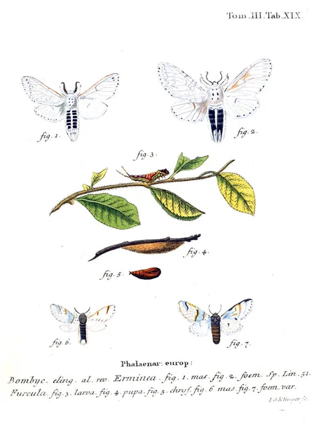İllüstrasyon kelebek. Eski resim
