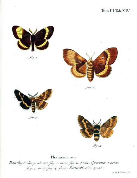 Illustration Papillons Ancienne Image — Photo