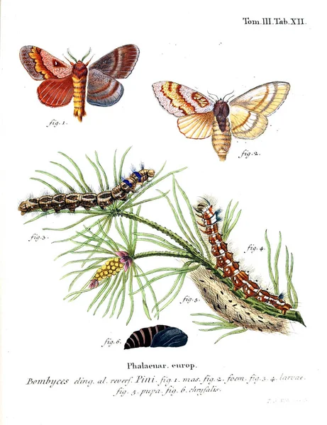 İllüstrasyon kelebek. Eski resim